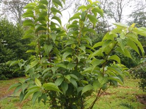 Stachyurus macrocarpus