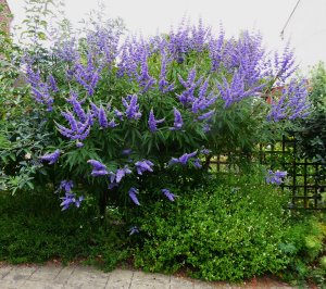 Vitex agnus-castus