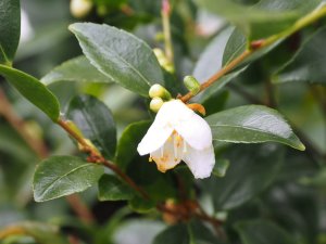 Camellia parvilimba