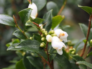 Camellia parvilimba