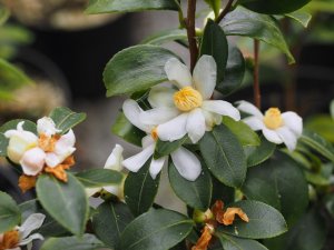 Camellia yuhsienensis