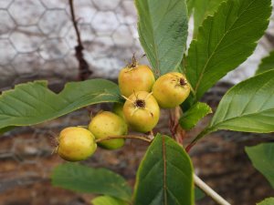 Crataegus mexicana f. stipulacea