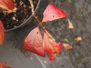 Euonymus macropterus