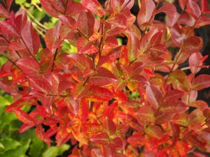 Lagerstroemia indica ‘Berlingot Menthe’