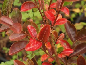 Lagerstroemia indica ‘Rosea’