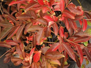 Lagerstroemia ‘Tuskegee’