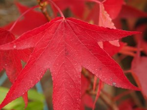 Liquidambar styraciflua ‘Combi’s Upright’