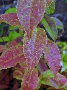 Prunus pilosiuscula