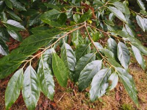 Asimina triloba