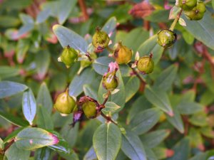 Hypericum forrestii