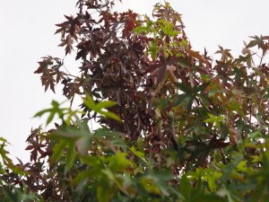 Liquidambar styraciflua ‘Red Star’