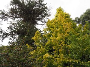 Metasequoia glyptostroboides ‘Gold Rush’