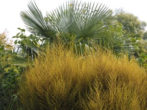 Trachycarpus fortunei