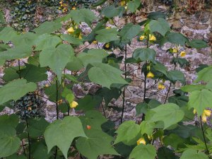 Abutilon ‘Canary Bird’