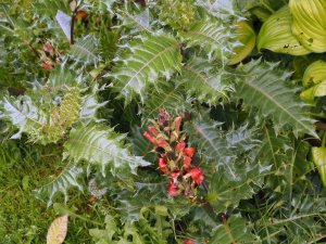 Acanthus sennii