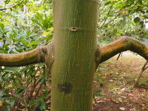 Acer x conspicuum ‘Silver Cardinal’