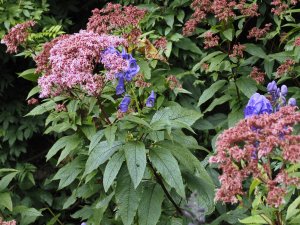 Aconitum carmichaelii ‘Arendsii’ and Eupatorium purpureum
