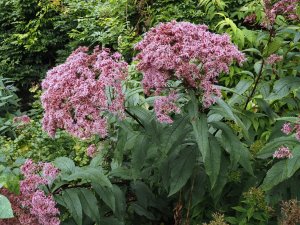 Eupatorium purpureum