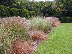 The grass border