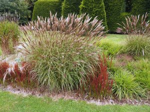 The grass border