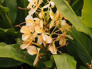 Hedychium coronarium