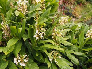 Hedychium coronarium