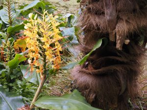 Hedychium gardnerianum and Trachycarpus fortunei