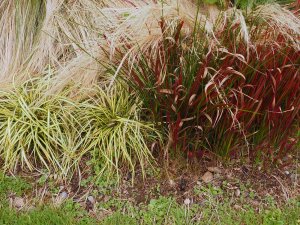 Imperata cylindrica ‘Red Baron’ and Carex ‘Evergold’