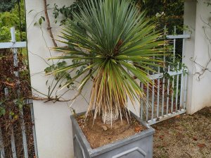 Yucca rostrata