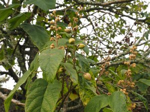 Paulownia tomentosa