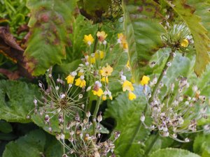 Primula florindae