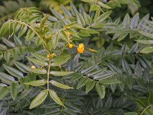 Senna stipulacea