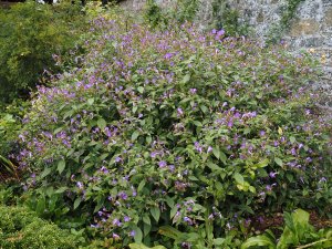 Strobilanthes rankanensis