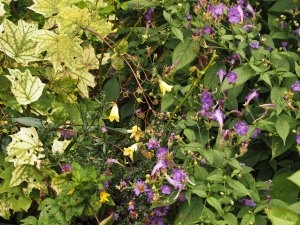 Strobilanthes rankanensis and Kirengeshoma palmata