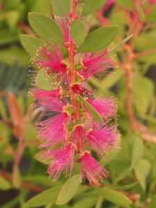 Callistemon ‘Perth Pink’
