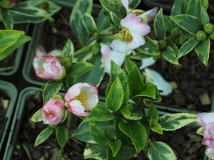 Camellia sasanqua ‘Versicolor’