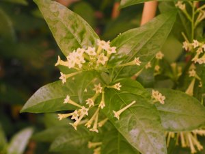 Cestrum nocturnum