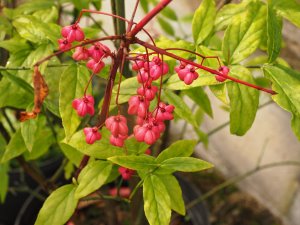 Euonymus europaeus ‘Red Cascade’