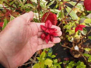 Euonymus planipes