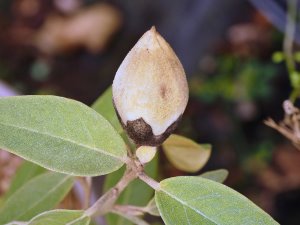 Lagunaria patersonia