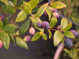 Myrtus communis