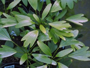 Pseudopanax lessonii ‘Emerald Elf’