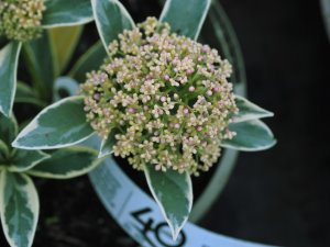 Skimmia japonica ‘Magic Marlot’