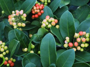 Skimmia japonica ‘Veitchii’