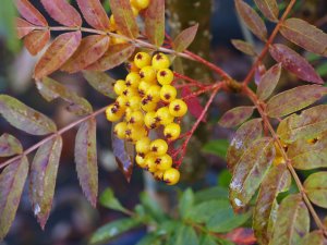 Sorbus ‘Autumn Fire’