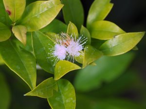 Syzygium paniculatum ‘Newport’