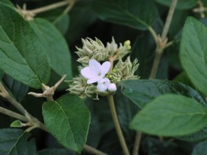 Viburnum ‘Eskimo’