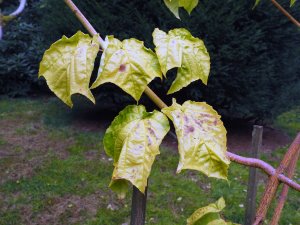 Acer x conspicuum ‘Phoenix’