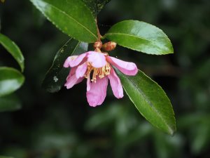 Camellia sasanqua