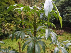 Schefflera shweliensis (TH 3330)